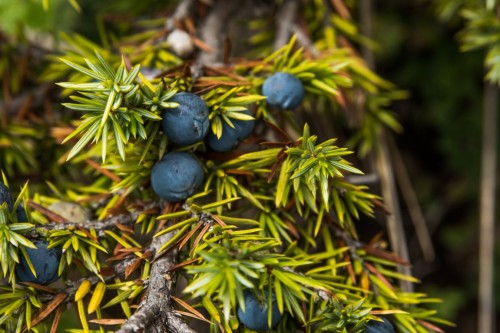 Можжевельник обыкновенный фото