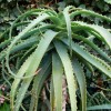 Алоэ древовидное фото