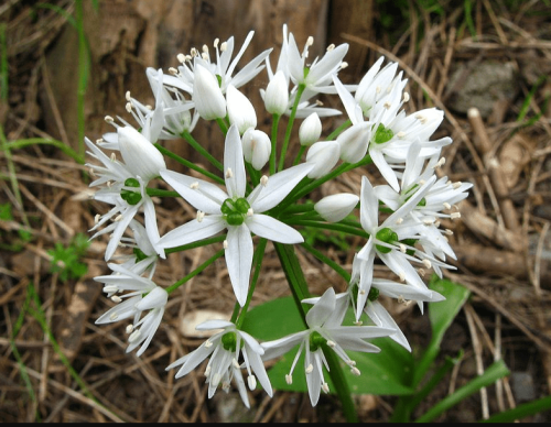 Черемша фото