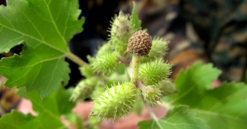 Дурнишник обыкновенный фото