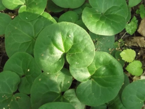 Копытень европейский фото