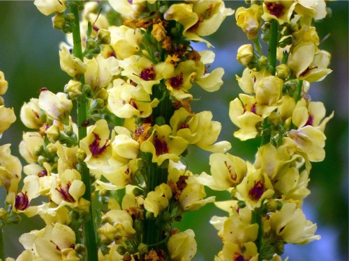 Коровяк густоцветковый фото