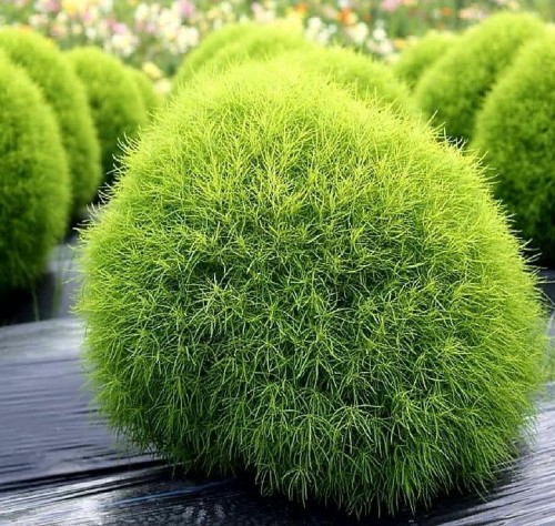 Кохия веничная фото