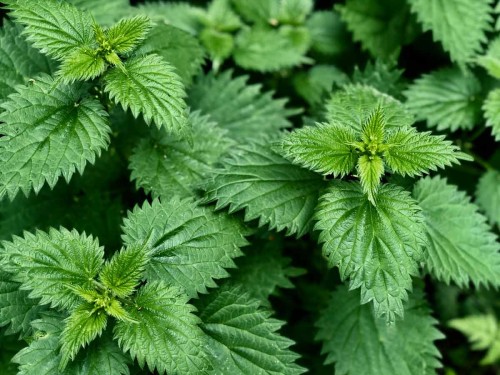 Крапива двудомная фото