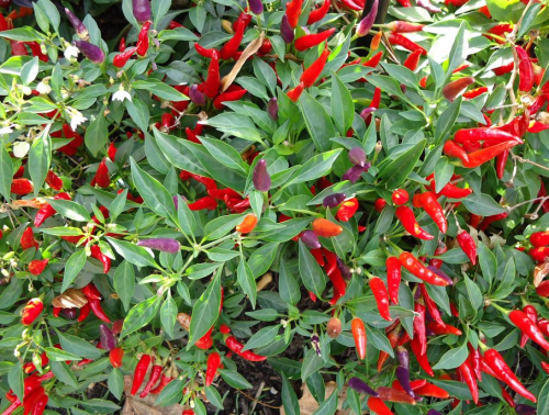 Перец однолетний фото