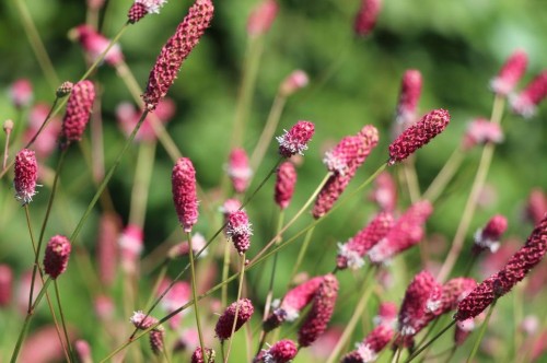 Кровохлебка лекарственная фото