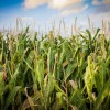 Кукуруза фото