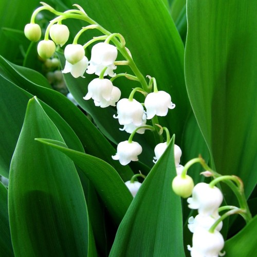 Ландыш майский фото