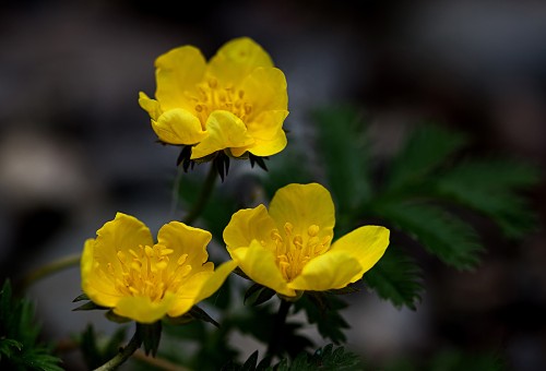 Лапчатка гусиная фото