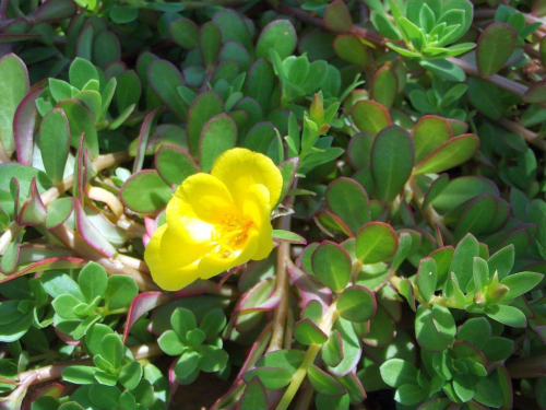 Портулак огородный фото