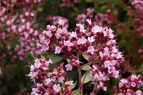 Душица обыкновенная фото