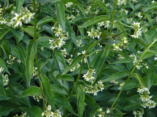 Ластовень ласточкин фото