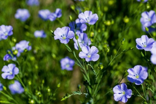 Лён посевной фото