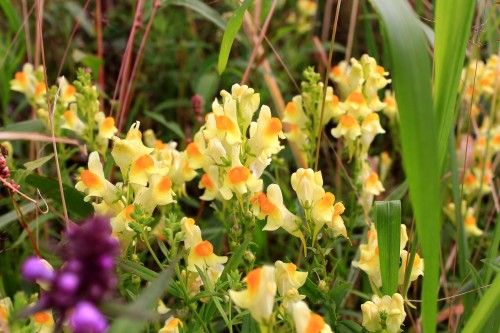 Льнянка обыкновенная фото