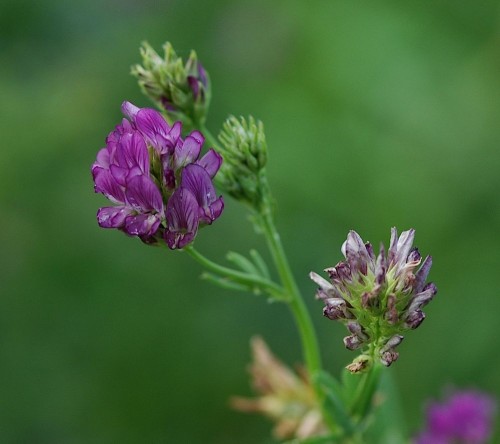 Люцерна посевная фото