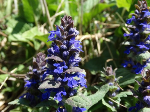 Живучка женевская фото