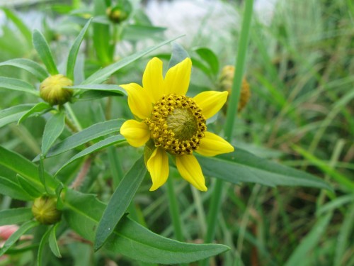 Череда поникшая фото