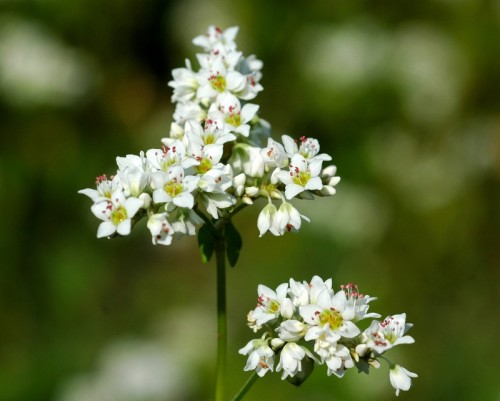 Гречиха посевная фото