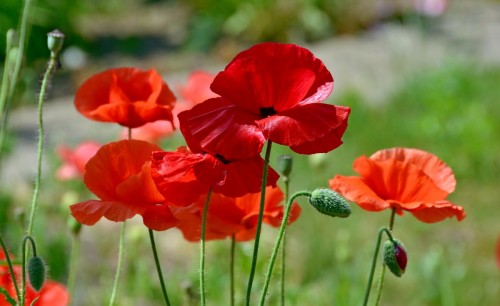 Мак самосейка фото