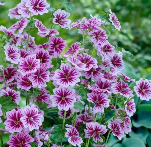 Мальва лесная фото