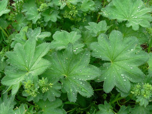 Манжетка обыкновенная фото