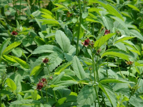 Сабельник болотный фото