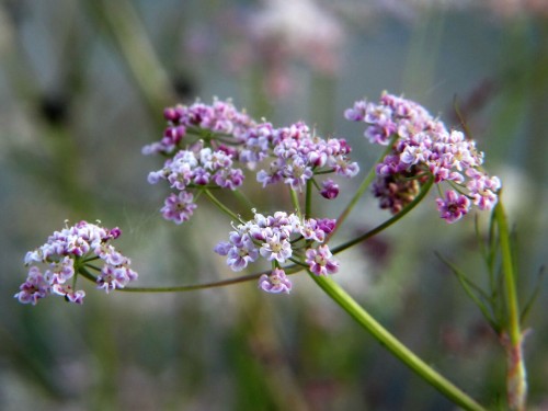 Тмин обыкновенный фото