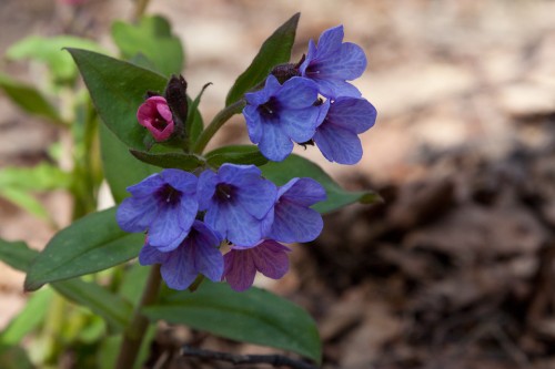 Медуница неясная фото