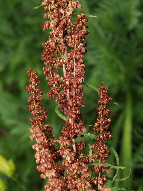 Щавель курчавый фото