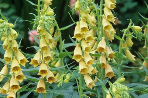 Наперстянка крупноцветковая фото