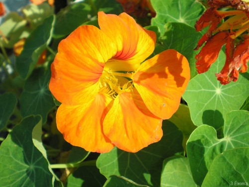 Настурция большая фото