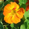 Настурция большая фото