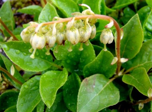 Боровая матка фото