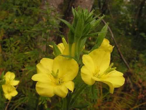 Ослинник двулетний фото