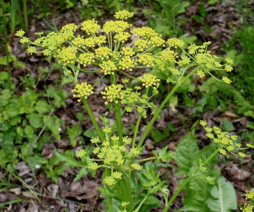 Пастернак посевной фото