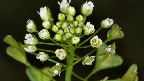 Пастушья сумка фото