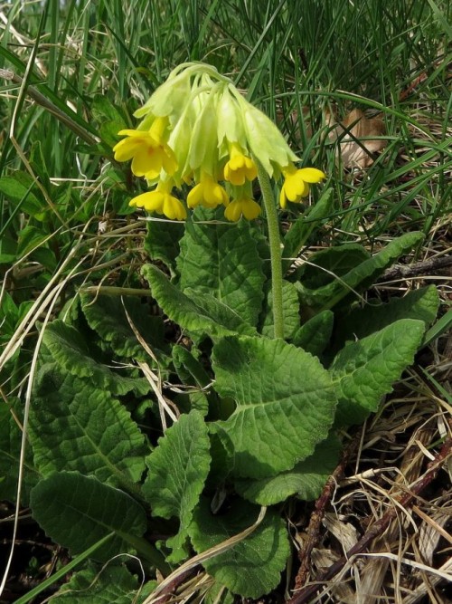 Первоцвет весенний фото