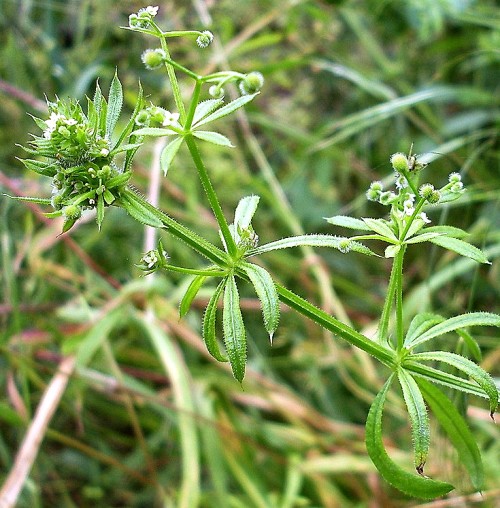 Подмаренник цепкий фото