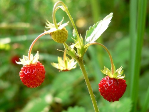 Земляника обыкновенная фото