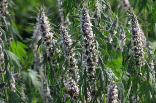 Пустырник пятилопастный фото