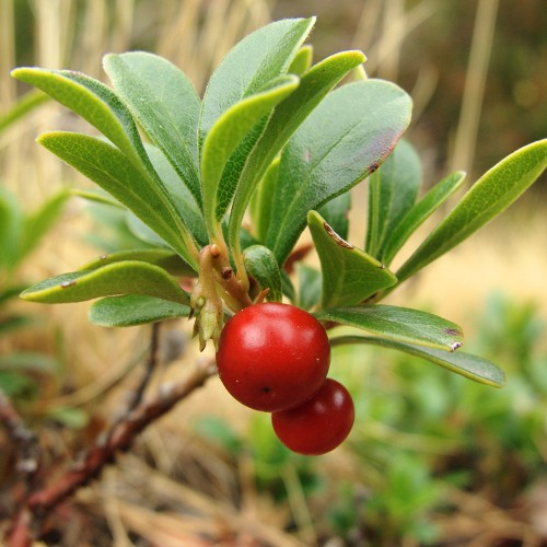 Толокнянка обыкновенная фото