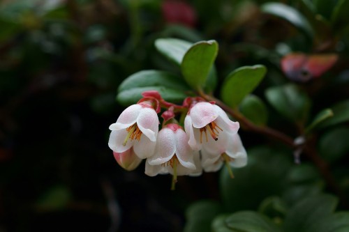 Брусника фото