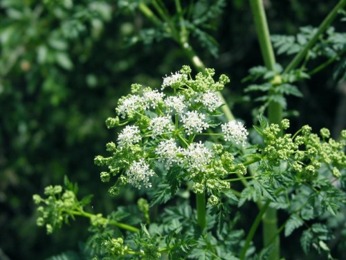 Болиголов пятнистый фото