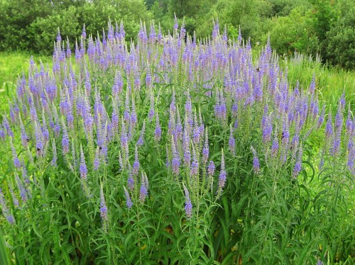 Вероника длиннолистная фото