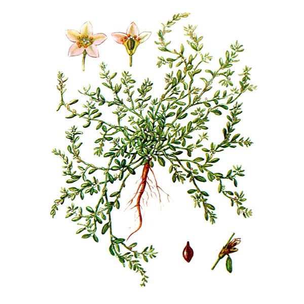 Горец птичий