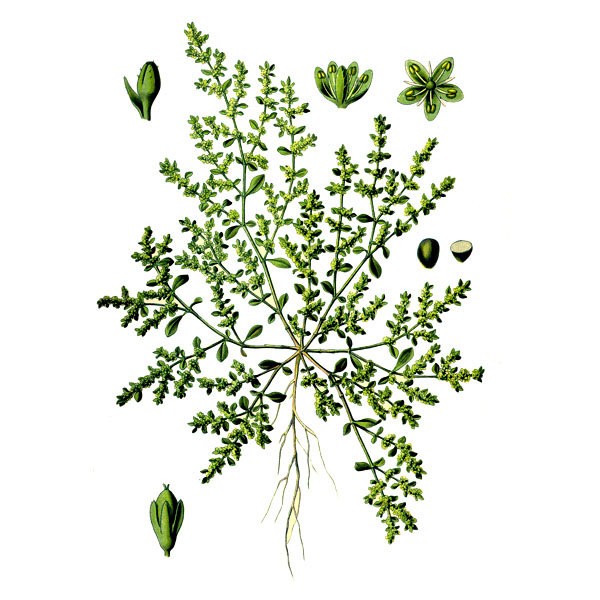 Грыжник голый