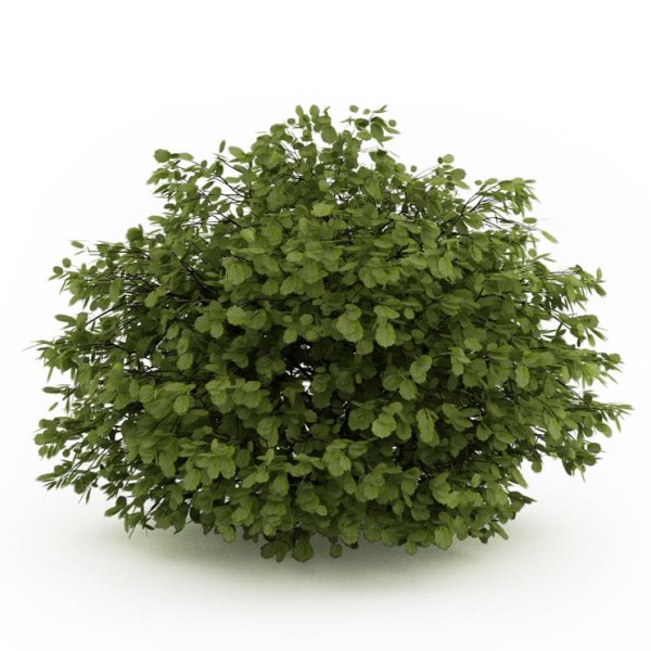 Лещина обыкновенная