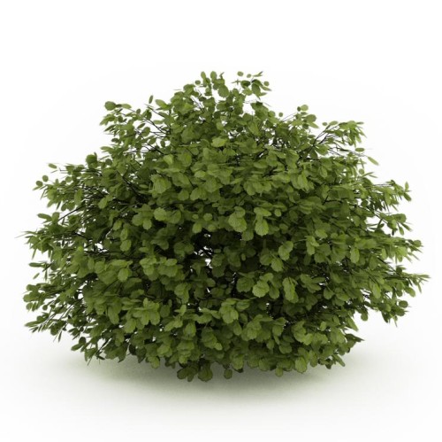 Лещина обыкновенная фото