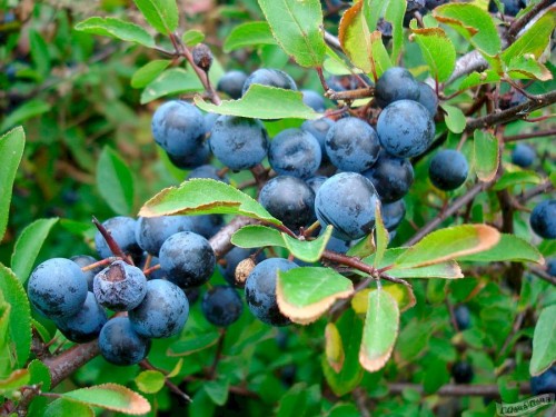 Слива колючая фото