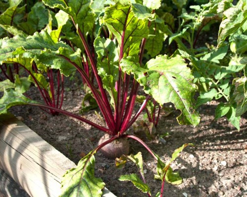 Свёкла обыкновенная фото